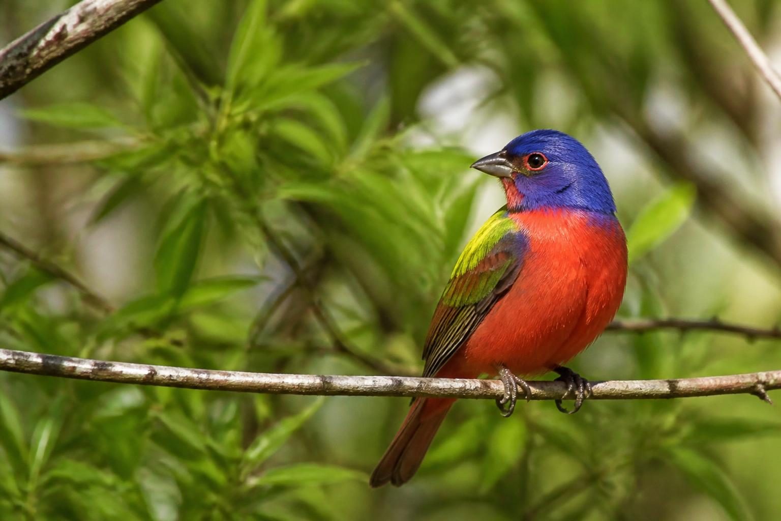 Painted bunting perched on a branch