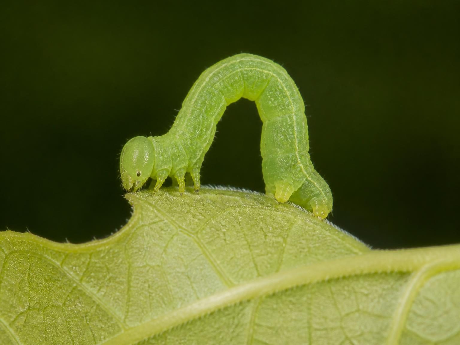 Green inchworm looping on a young oak leaf