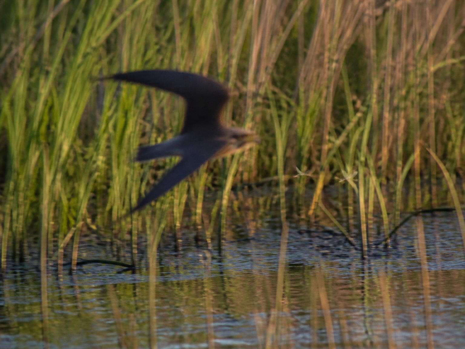 Blurred falcon chasing an insect over the water