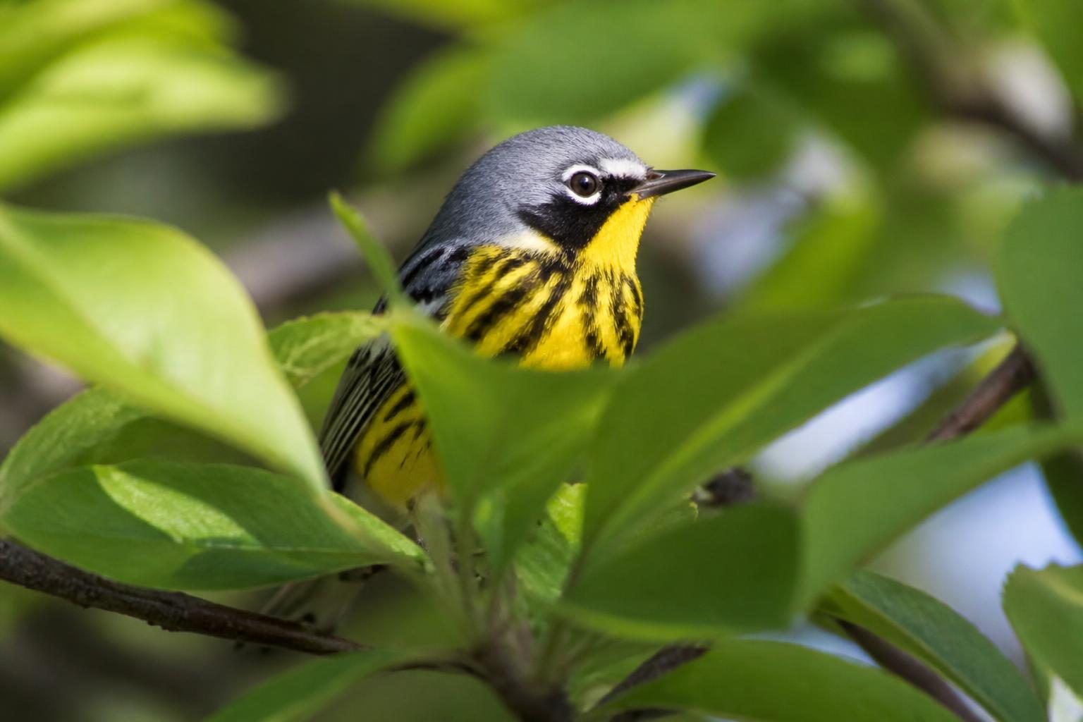 Magnolia warbler among fresh green leaves
