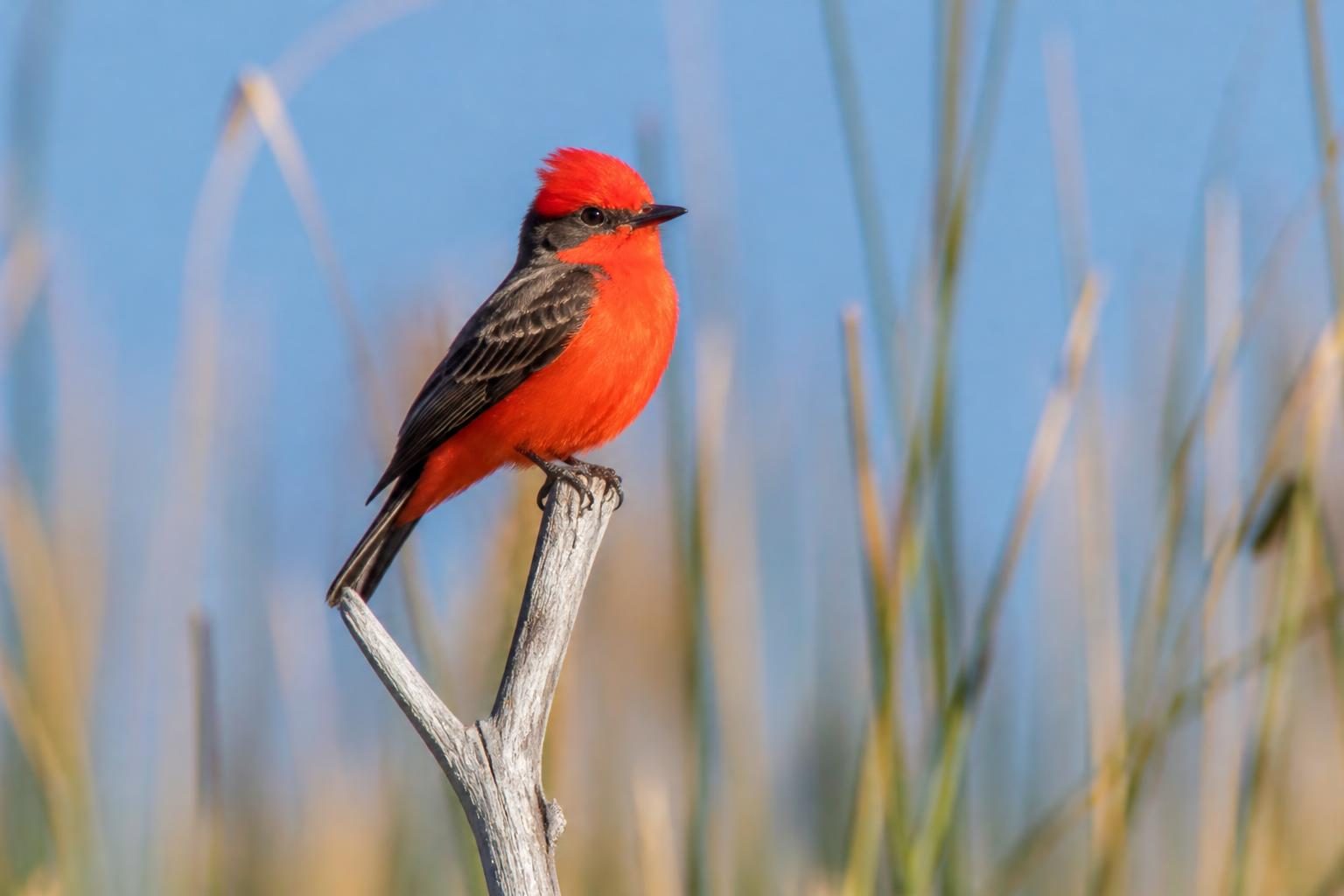 A male vermilion flycatcher perched on a dead branch