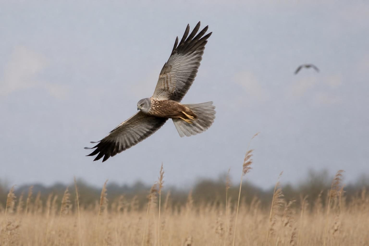 A marsh harrier flying over a reedbed