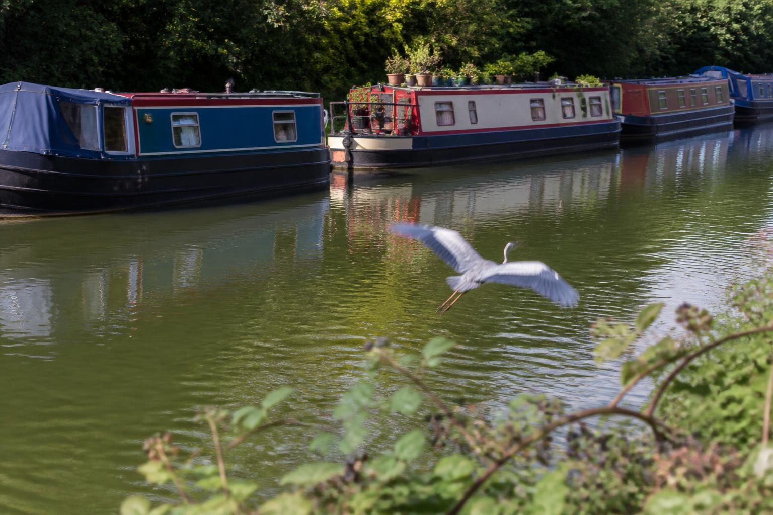 A heron flying off along a canal with narrowboats