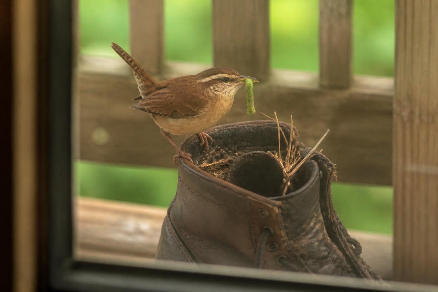 A Carolina wren perched on an old boot nest