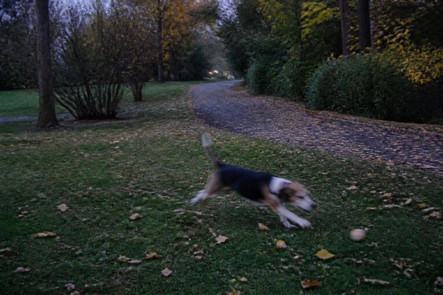 One of her failed evening walk shots: Biscuit blurred and grainy.