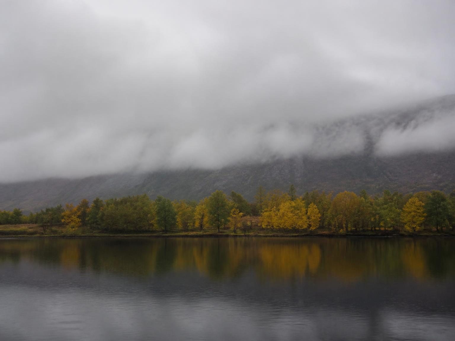 Row of part-turned birches on a far loch shore, low cloud on the hill behind, grey sky and reflection.