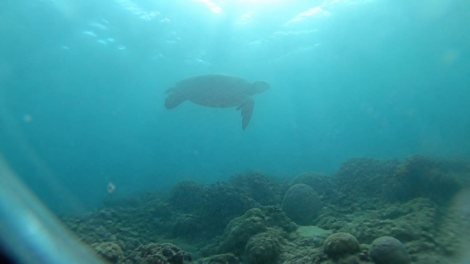 Phone video frame through a waterproof pouch: a turtle as a dark silhouette in blue-green water, grey coral.