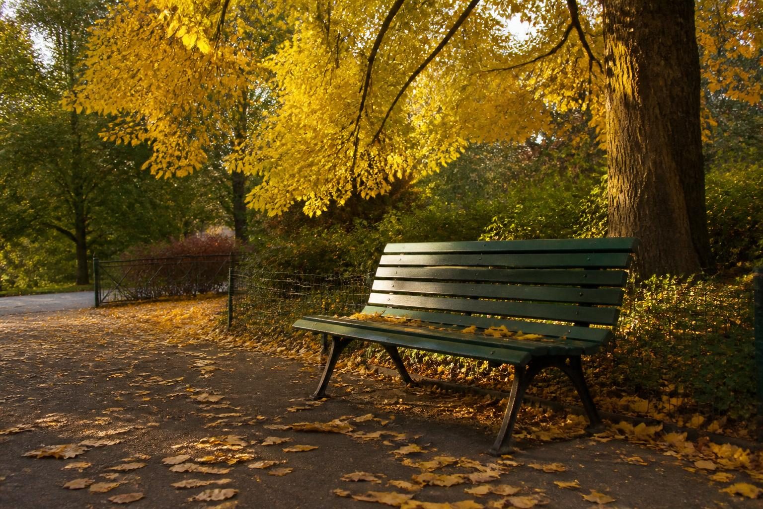 A park bench under yellow autumn leaves