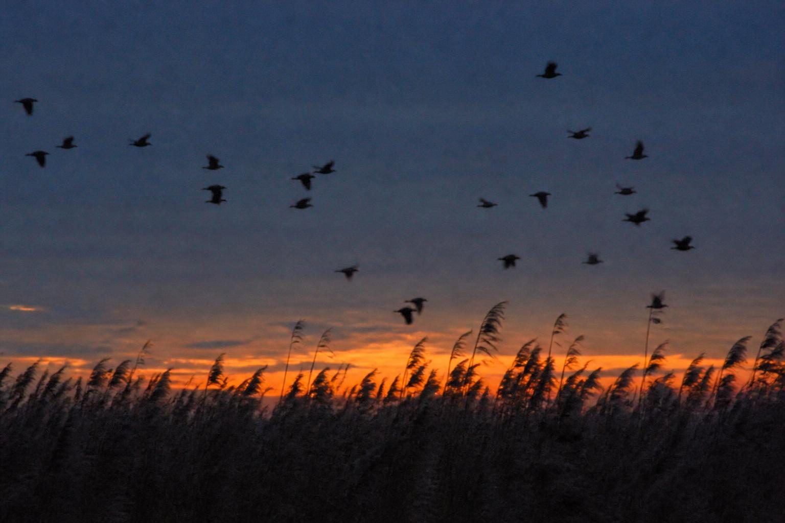 A flock of starlings against an orange dusk sky