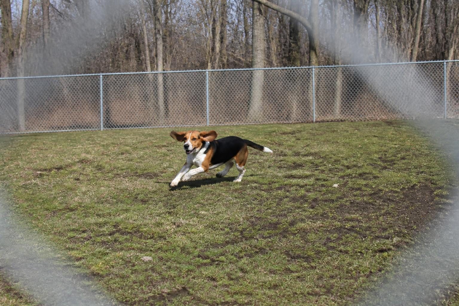 Spaniel running across a dog park, the fence blurred away