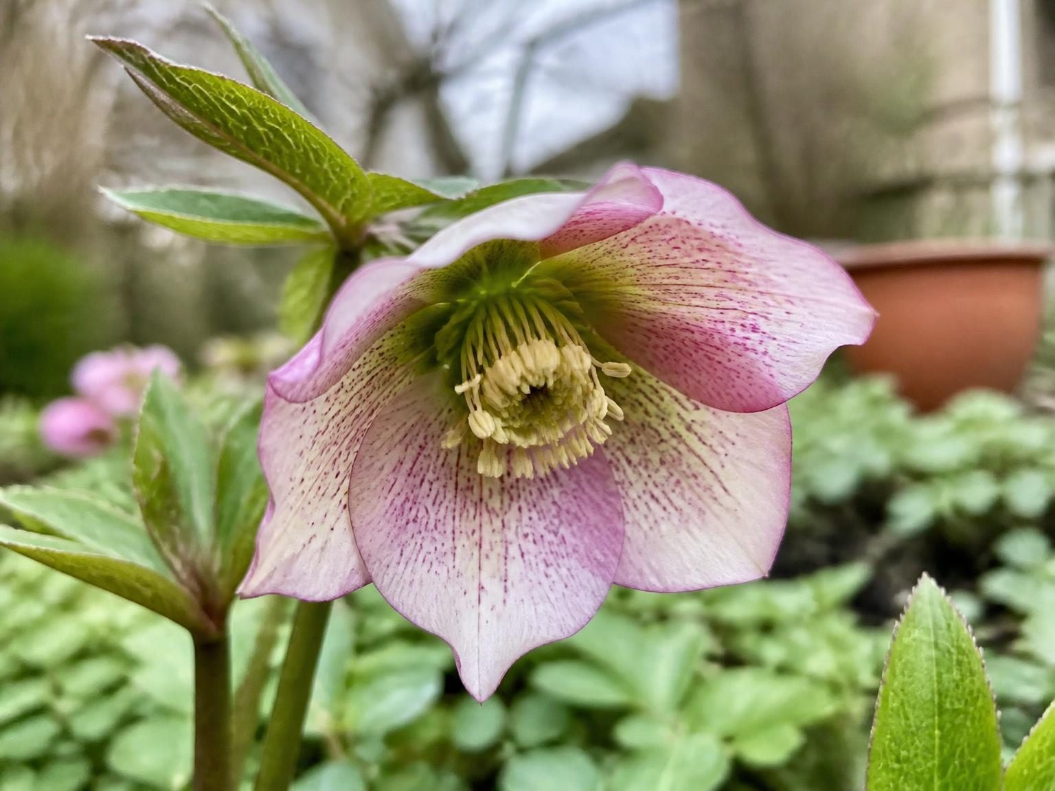 Close-up of a speckled hellebore flower in a garden
