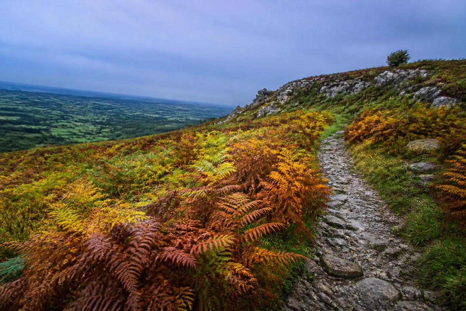 Wet golden bracken on a hillside under an even sky
